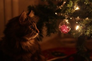 gatto natale 4