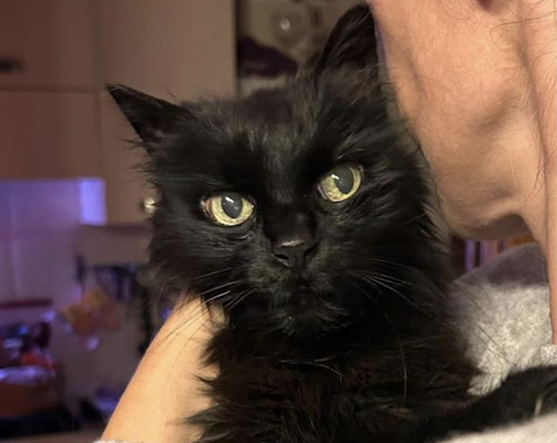 Screenshot 2025-12-09 alle 13.51.42